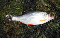 Roach