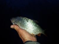 Roach