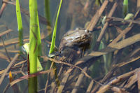 Male Common toad
