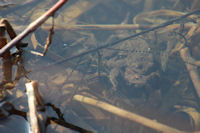 Spawning Common toads