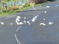 Feeding gulls