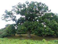 Water meadow oak