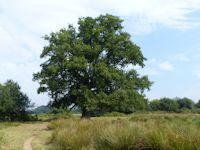 Specimen oak