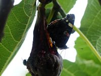 Red Admiral on figs