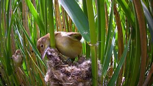 Nest building Reed Warbler