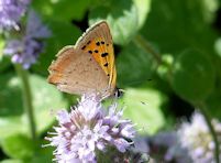 Small Copper on water mint