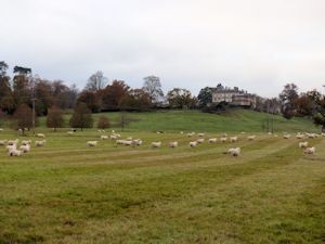 The flock below the House