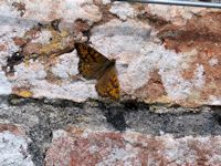 wall Brown butterfly