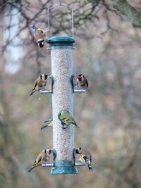 Finches on the feeder