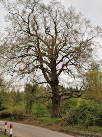 Mockbeggar Gate oak