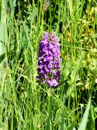Souther Marsh Orchid