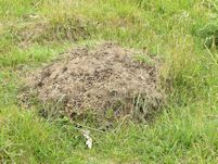 Anthill