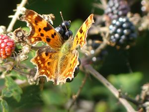 Comma
