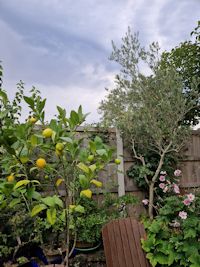 Lemon and olive trees