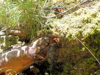 Sap feeding