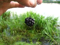 Blackberry bait