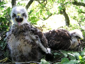 Juvenile Buzzards