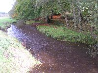 A New Forest stream