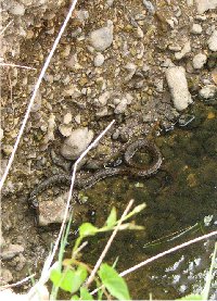 Grass snake