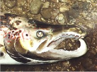 Dead salmon kelt head