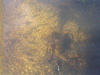 Mature dace