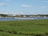 Gathering the Swans