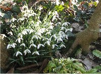 Snowdrops