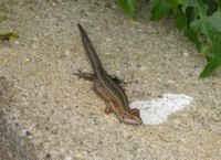 Common lizard