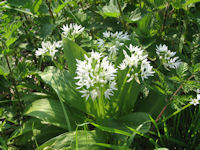 Wild Garlic