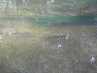 Chub on the shallows
