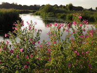 Great willow herb