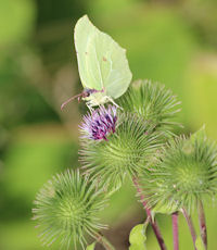 Brimstone