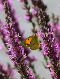 Clouded Yellow