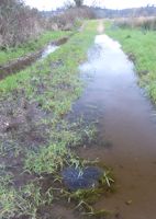 Frog spawn