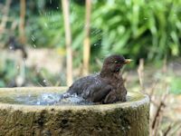 Blackbird bath time