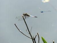 Scarce chaser and chaser