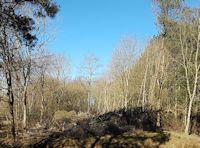 Woodland clearings