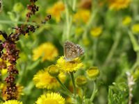 Common Blue