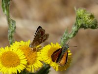 Brown Argus and Small Skipper