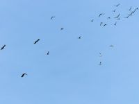 Waders in flight