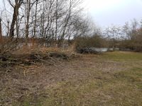 Cleared windblown willow