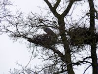 Occupied heron nests
