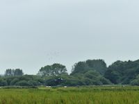 Lapwing and Godwit
