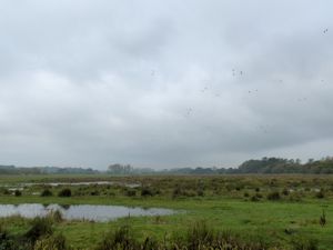 Wildfowl over the marsh