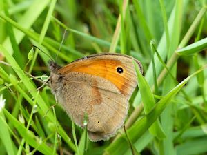 The first Meadow Brown of the year