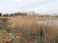 Cleaning the reedbeds