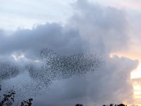 Sparrowhawk and Starlings