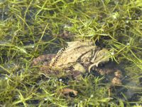 Toads spawn