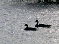 The geese pairing off