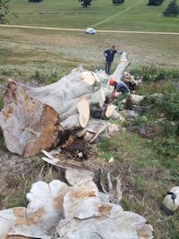 Clearing fallen giants